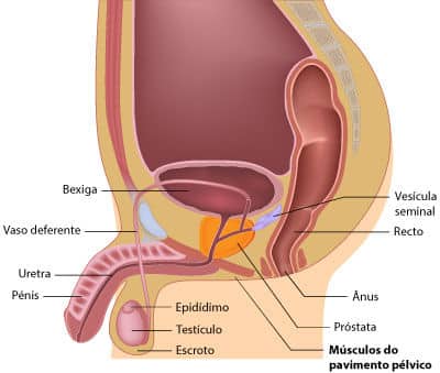 ejaculacao-precoce-sistema-reprodutivo-homem